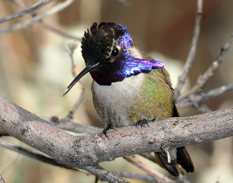 Hummingbird, Costas