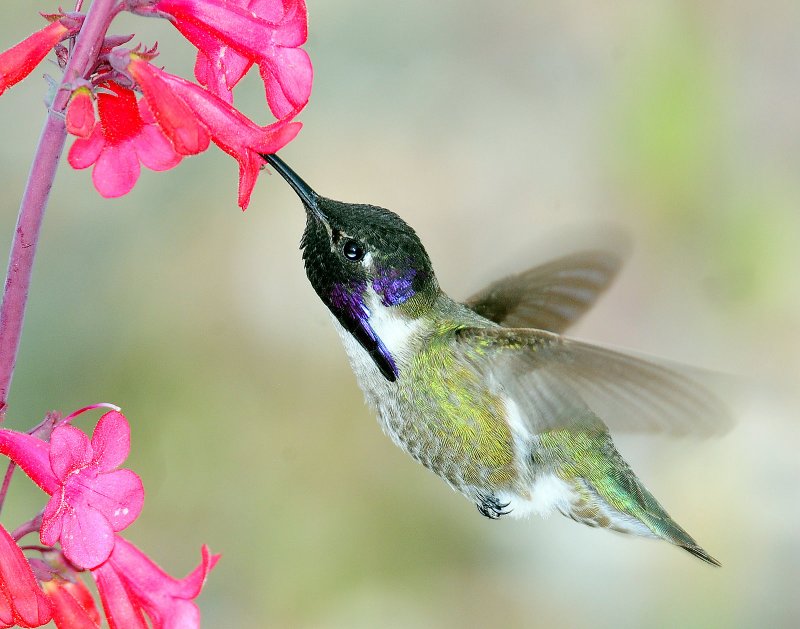 Hummingbird, Costas