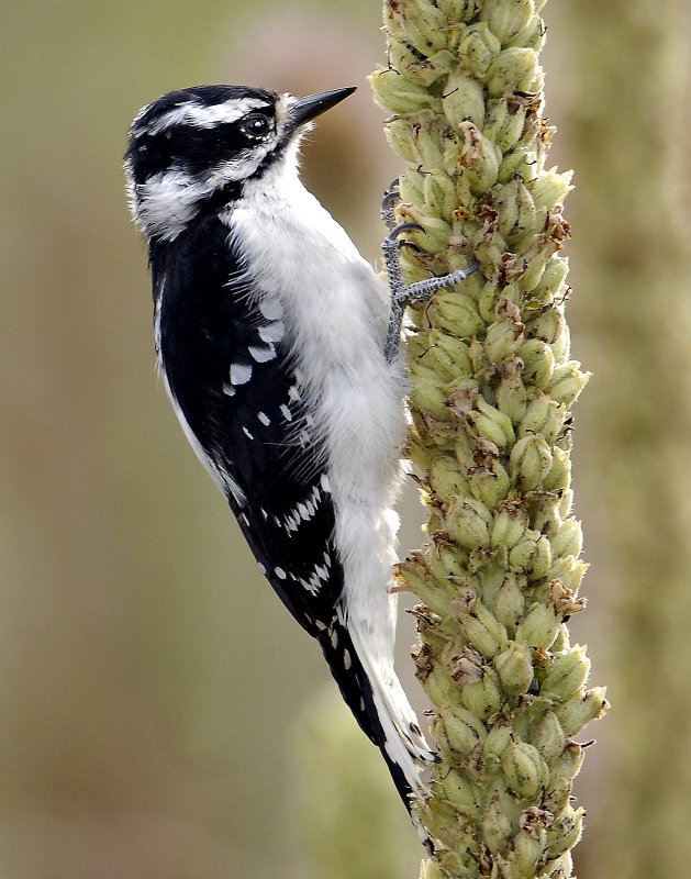 Woodpecker, Downy (Female)