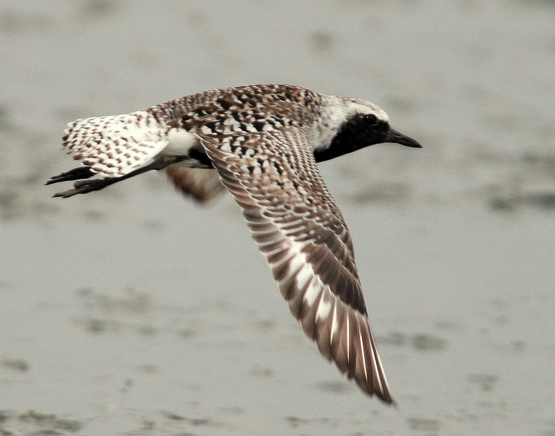 Plover, Black-bellied