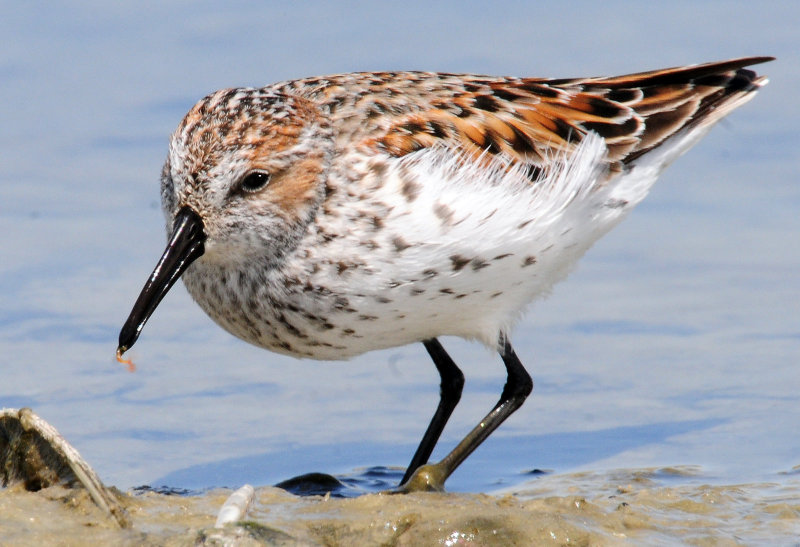 Sandpiper, Western