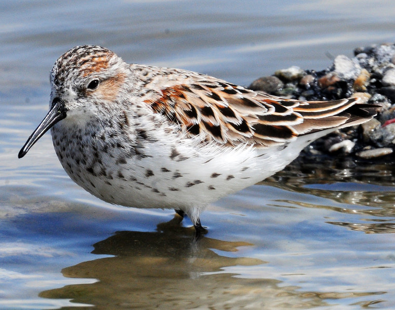 Sandpiper, Western