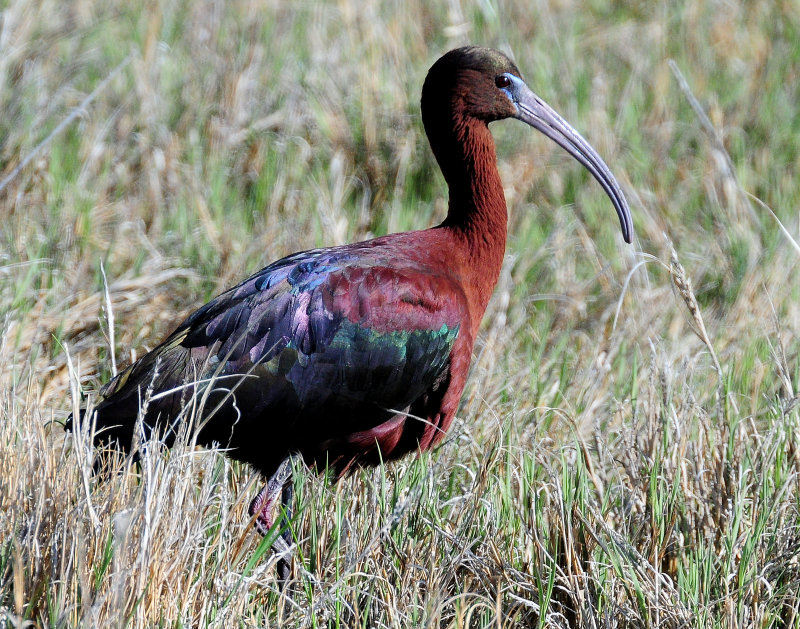 Ibis, Glossy