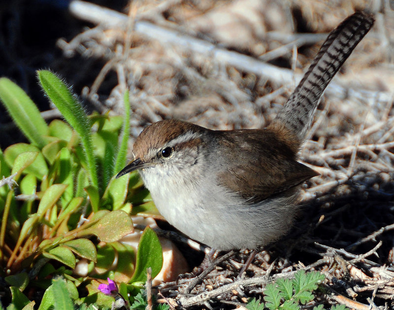 Wren, Bewicks