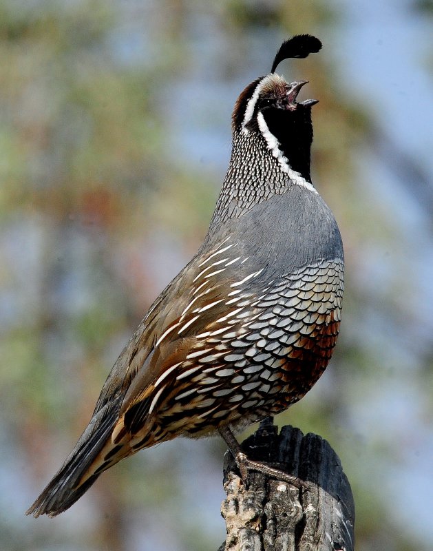 Quail, California