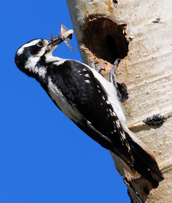 Woodpecker, Hairy