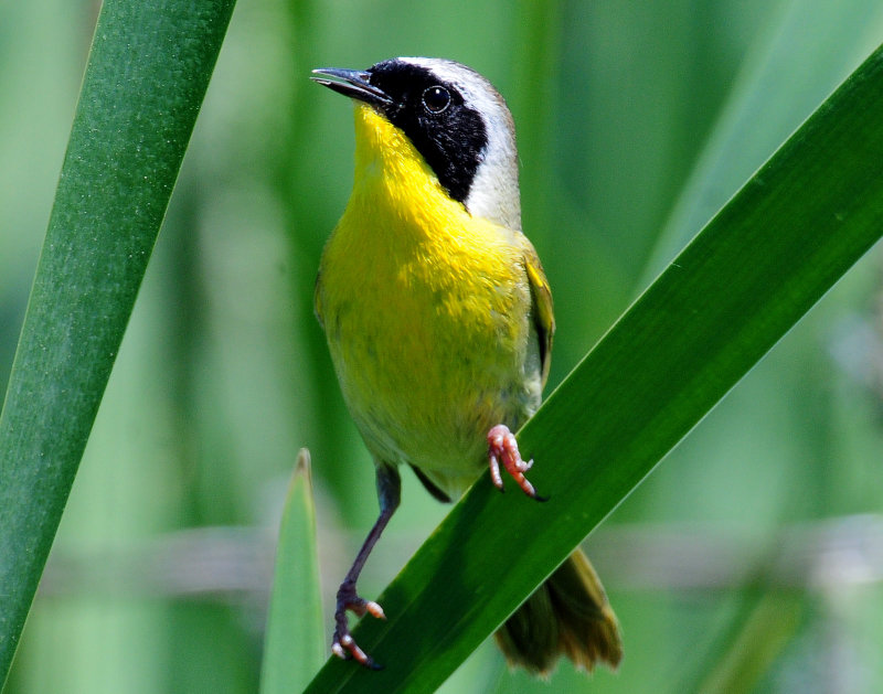 Yellowthroat, Common