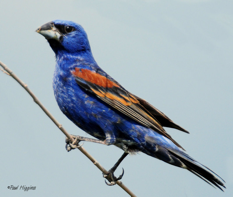 Grosbeak, Blue