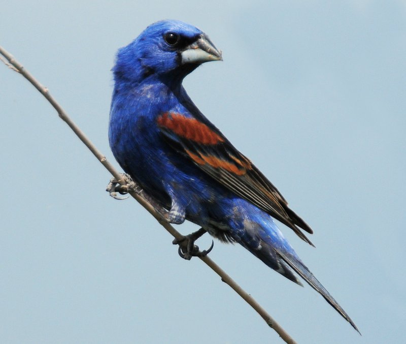 Grosbeak, Blue