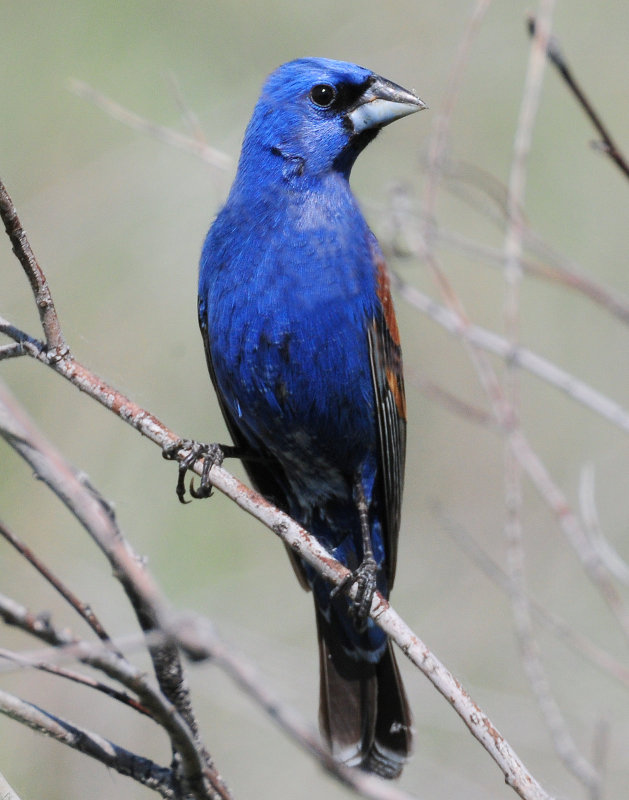 Grosbeak, Blue