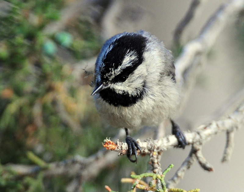 Chickadee, Mountain