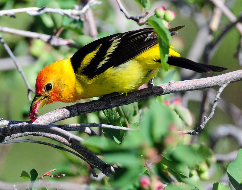 Tanager, Western (Gorging)