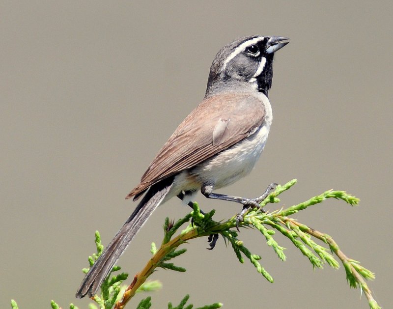 Sparrow, Black-throated