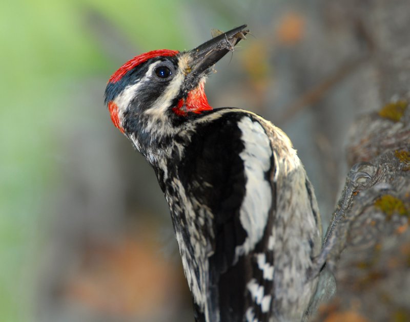 Sapsucker, Red-naped