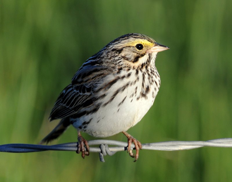 Sparrow, Savannah