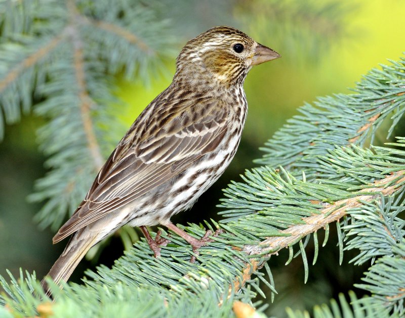 Finch, Cassins  (Female)