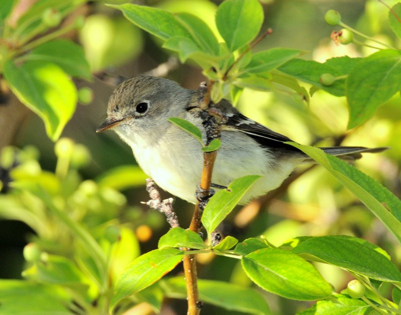 Flycatcher, Least