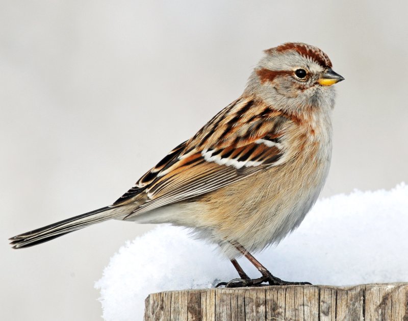 Sparrow, American tree