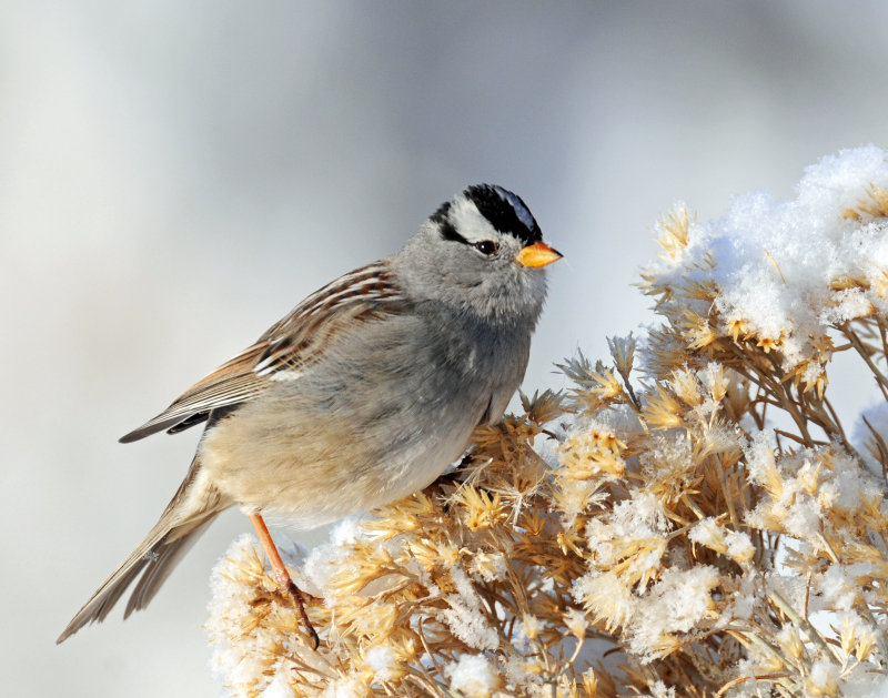 Sparrow White-crownedD-033.jpg