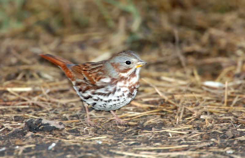 Sparrow, Red Fox (Taiga)