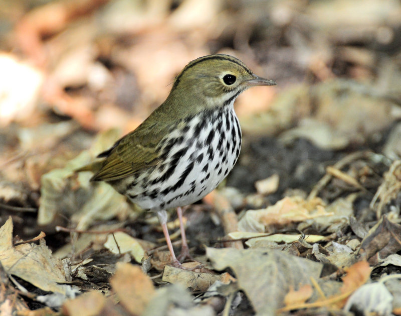 Ovenbird