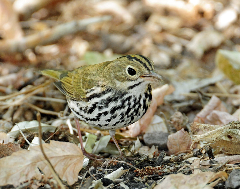 Ovenbird