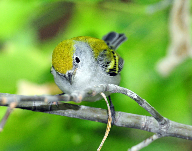 Warbler, Chestnut-sided (First year female)