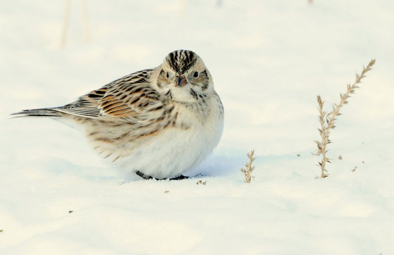 Longspur, Lapland