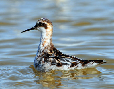 Phalarope, Red-necked