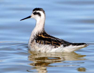 Phalarope, Red-necked