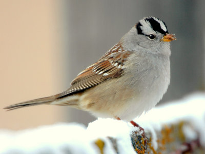Sparrow White-crownedD-003.jpg
