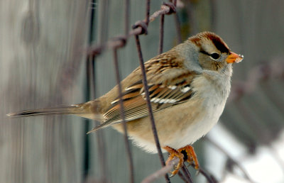 Sparrow White-crowned (Juvenile) D-001.jpg