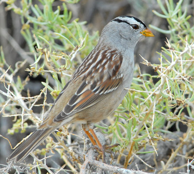 Sparrow White-crownedD-017.jpg