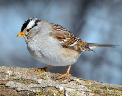 Sparrow White-crownedD-019.jpg