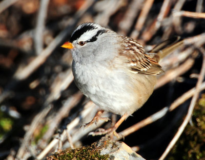 Sparrow White-crownedD-026.jpg