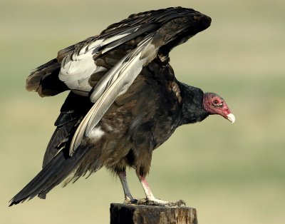 Vulture Turkey D-001.jpg