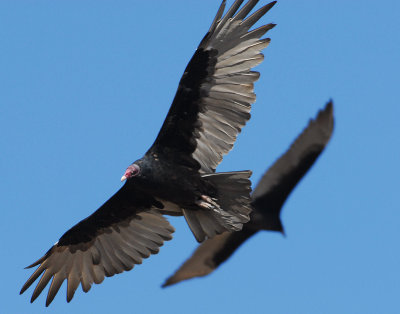 Vulture Turkey D-002.jpg