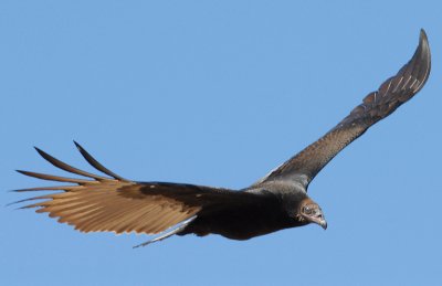 Vulture Turkey D-004.jpg