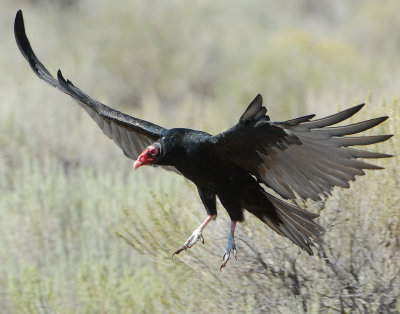 Vulture Turkey D-007.jpg