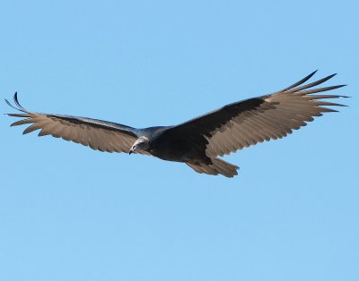 Vulture Turkey D-010.jpg