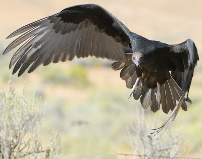 Vulture Turkey D-014.jpg