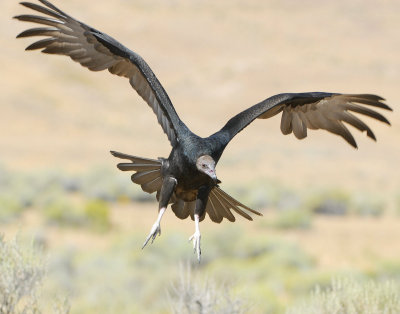 Vulture Turkey D-016.jpg