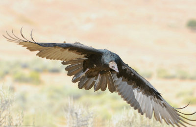Vulture Turkey D-017.jpg