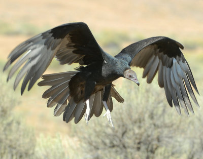 Vulture Turkey D-019.jpg