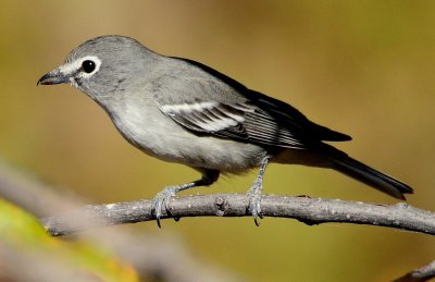 Vireo Plumbeous D-016.jpg