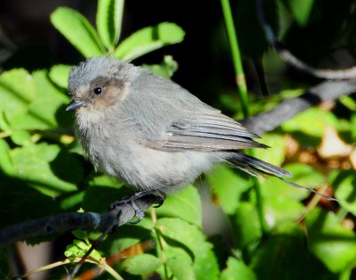 Bushtit D-013A.jpg