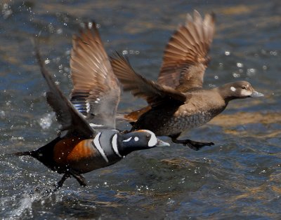 Duck Harlequin D-015A.jpg