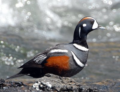 Duck Harlequin D-009.jpg