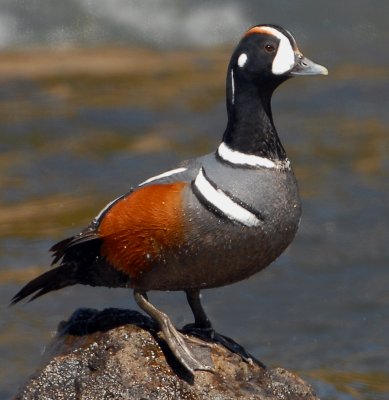 Duck Harlequin D-014.jpg