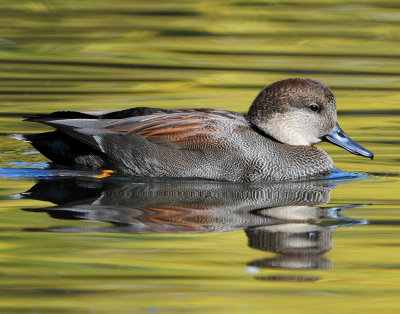 Gadwall